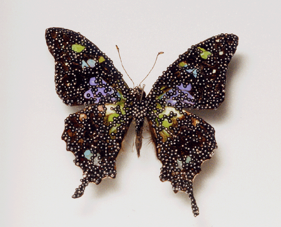 butterfly01