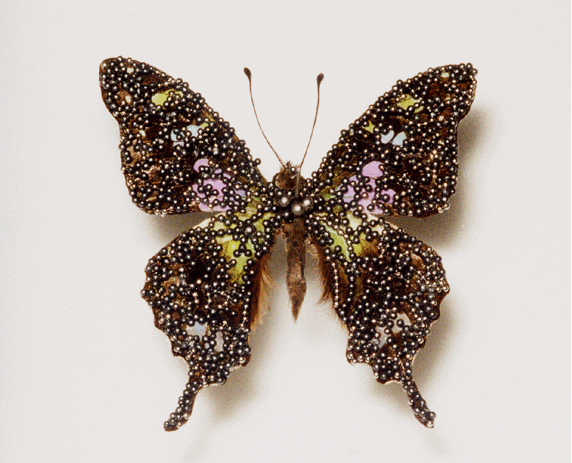 butterfly02